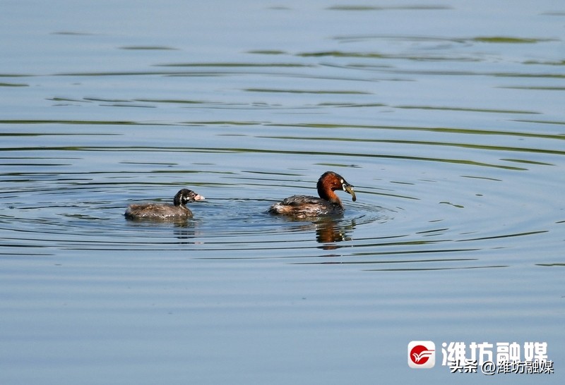 追鸟|隐藏在鸟中的“功夫高手”