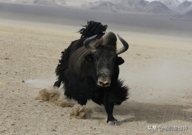 青海湟鱼那么多为什么要保护,救命的青海湖湟鱼
