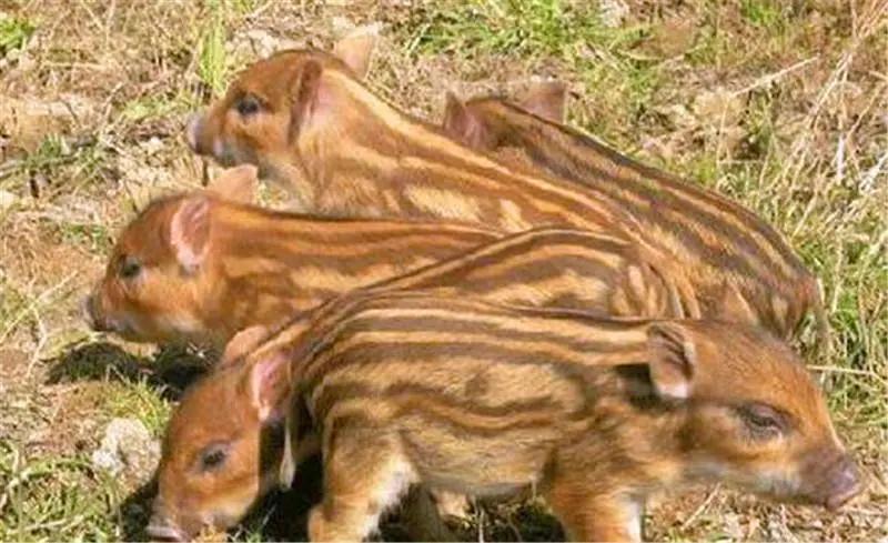 母猪生豹纹猪仔,母猪生下豹纹怪猪