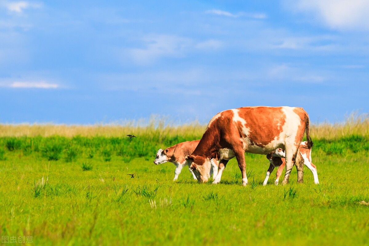 说明文写一写牛的外形特点,牛的一些介绍和特点是什么