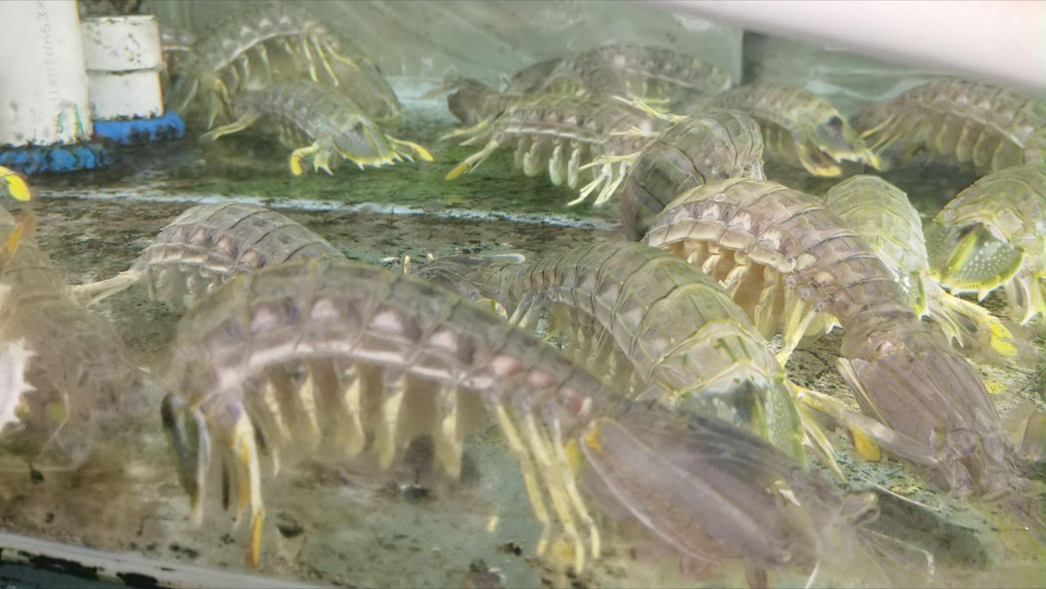 如何做好水产海鲜生意,海鲜店开店流程及费用