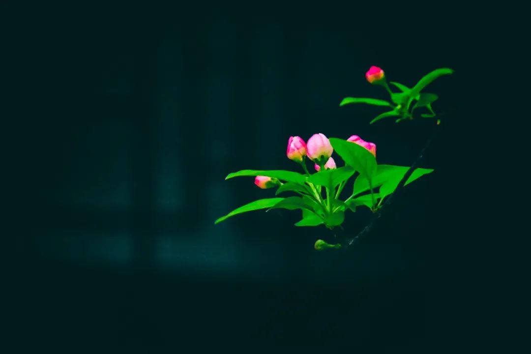 五月最美的诗词,36句绝美夏日诗词