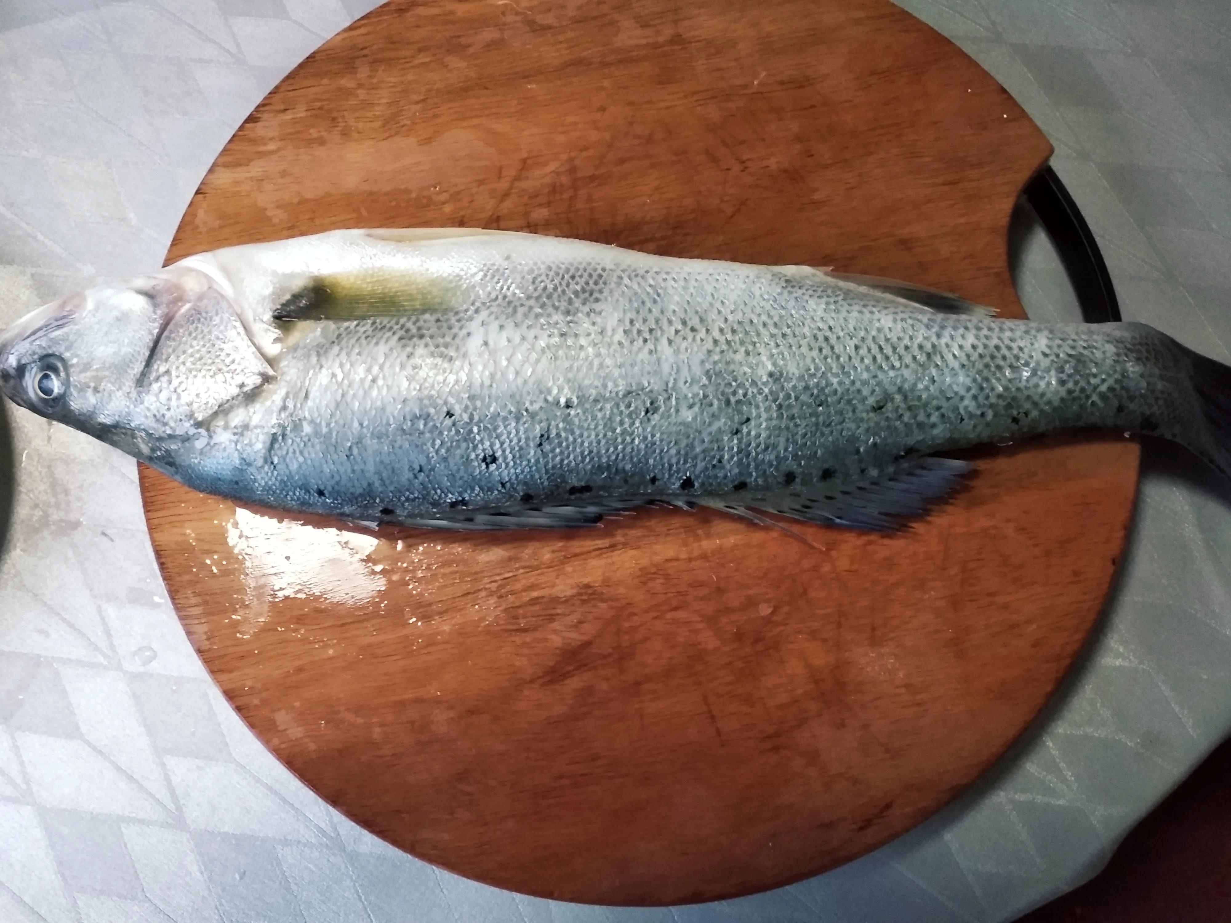 15种常见的海鱼,100种常见食用海鱼图谱