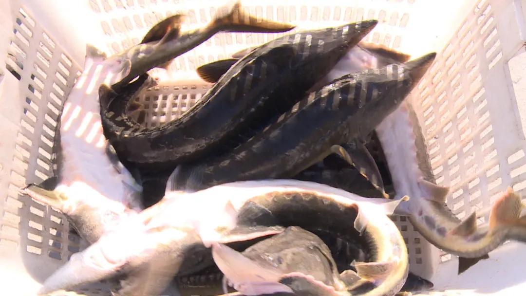 衡水鲟鱼饺子,东北鲟鱼饺子做法