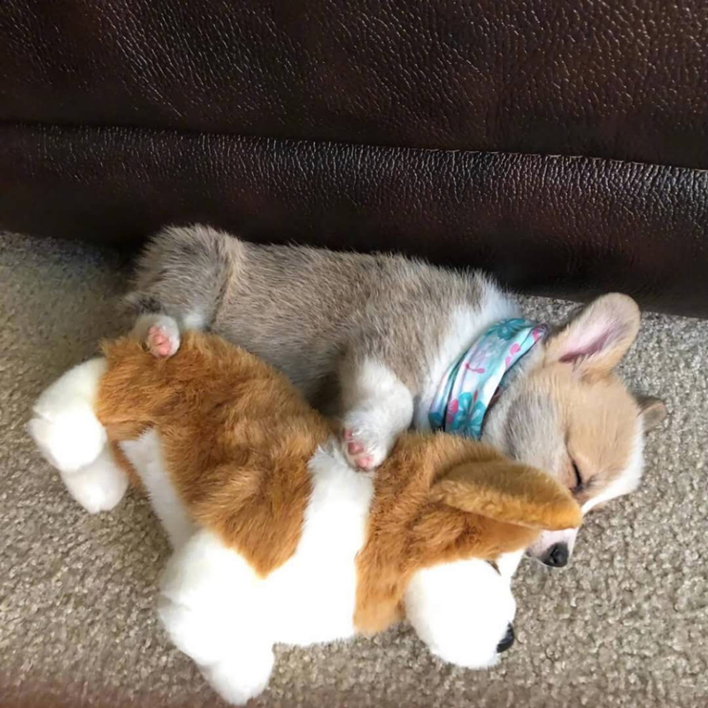 柯基吃撑,柯基没口粮还能吃什么