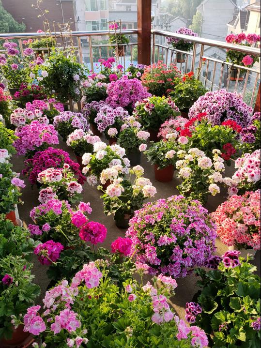 五种养花营养水,4种浇花水