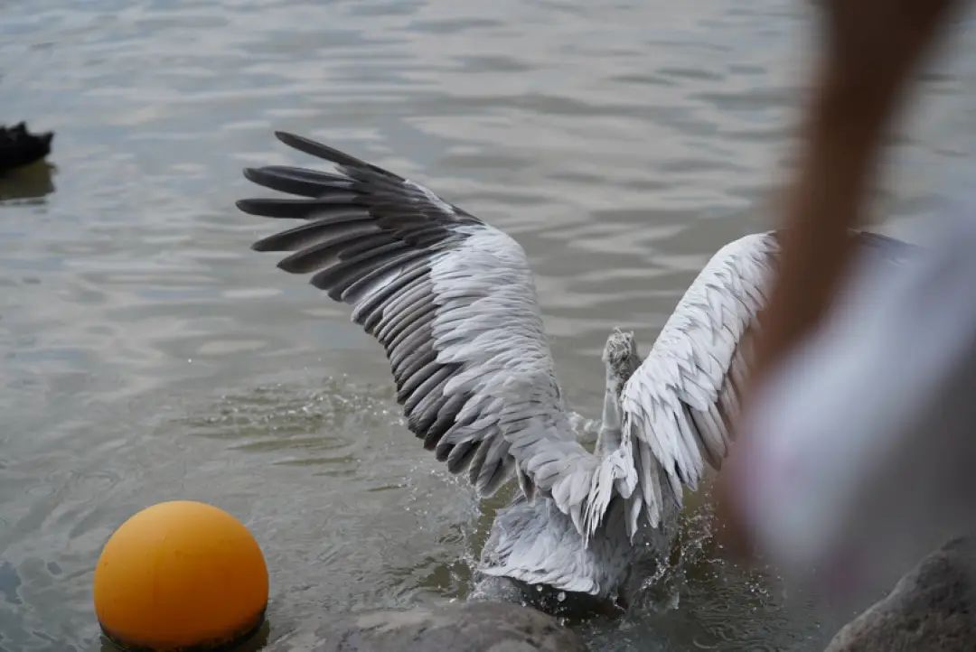 一月份去上海野生动物园和海洋馆,十一带大家去上海野生动物园玩