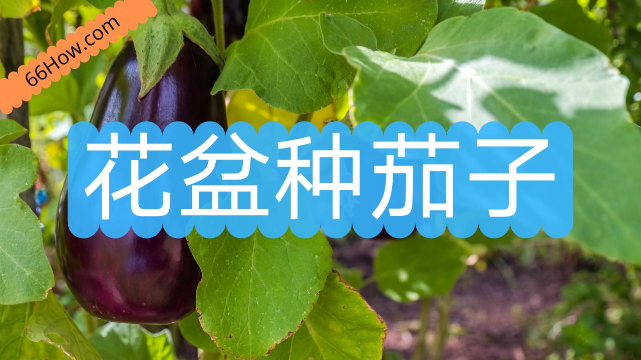 花盆种茄子的方法,花盆种茄子怎么种植才能高产