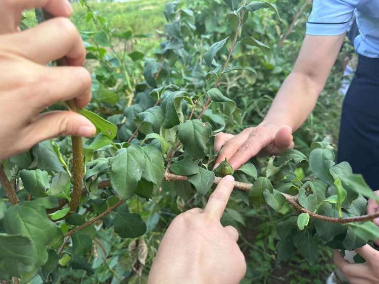 劳动实践促成长心得,劳动助成长实践促发展记录表