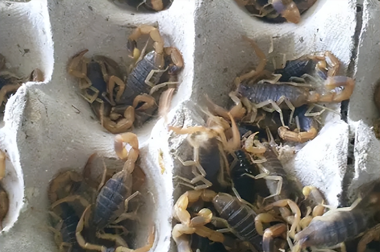 蝎子养殖的前期工作是什么,蝎子繁殖期怎么管理