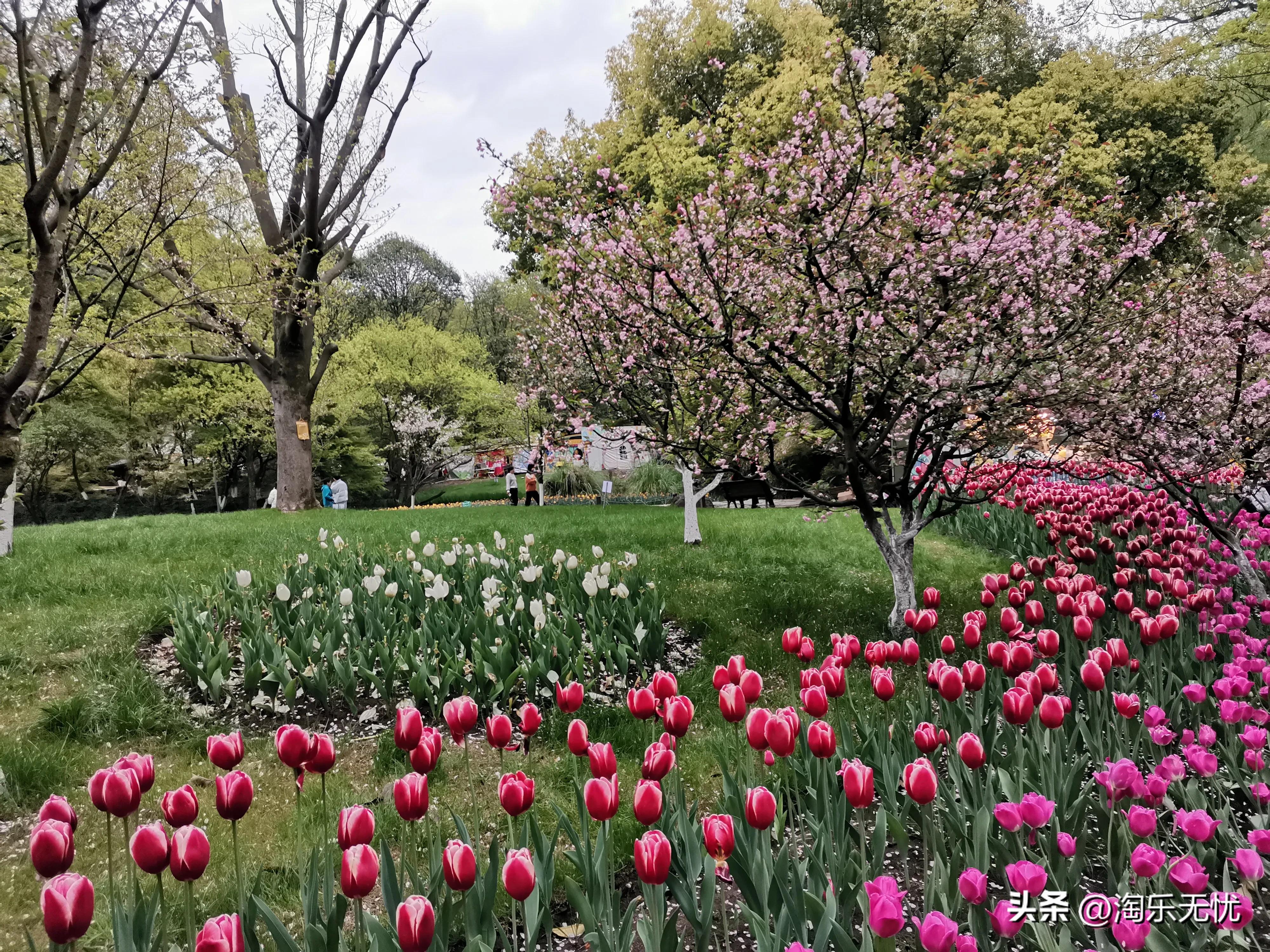 来杭州不要错过紧邻雷峰塔和苏堤的太子湾公园花展！#赏花地图