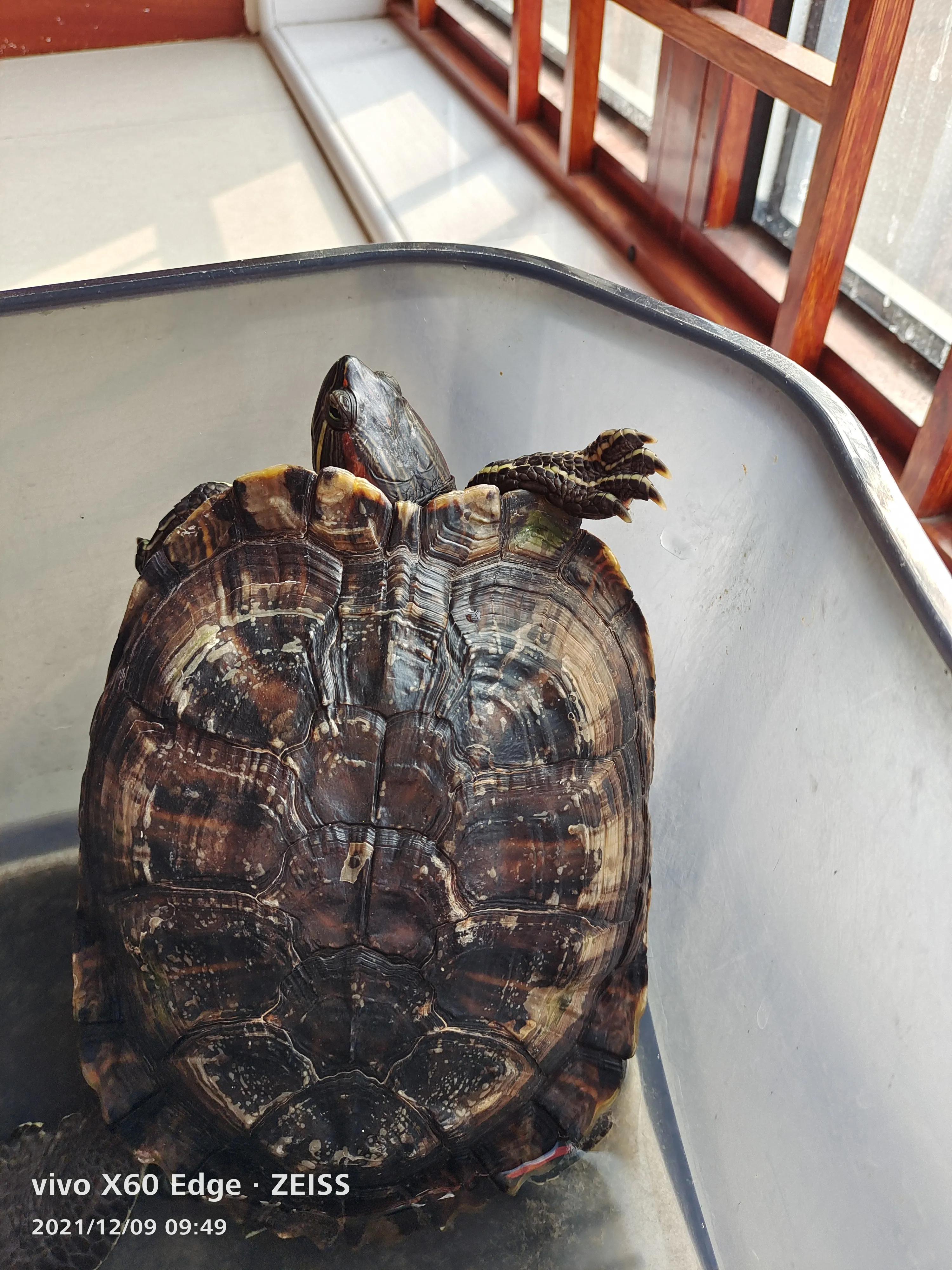 宠物龟长大了,我家的小龟长大了