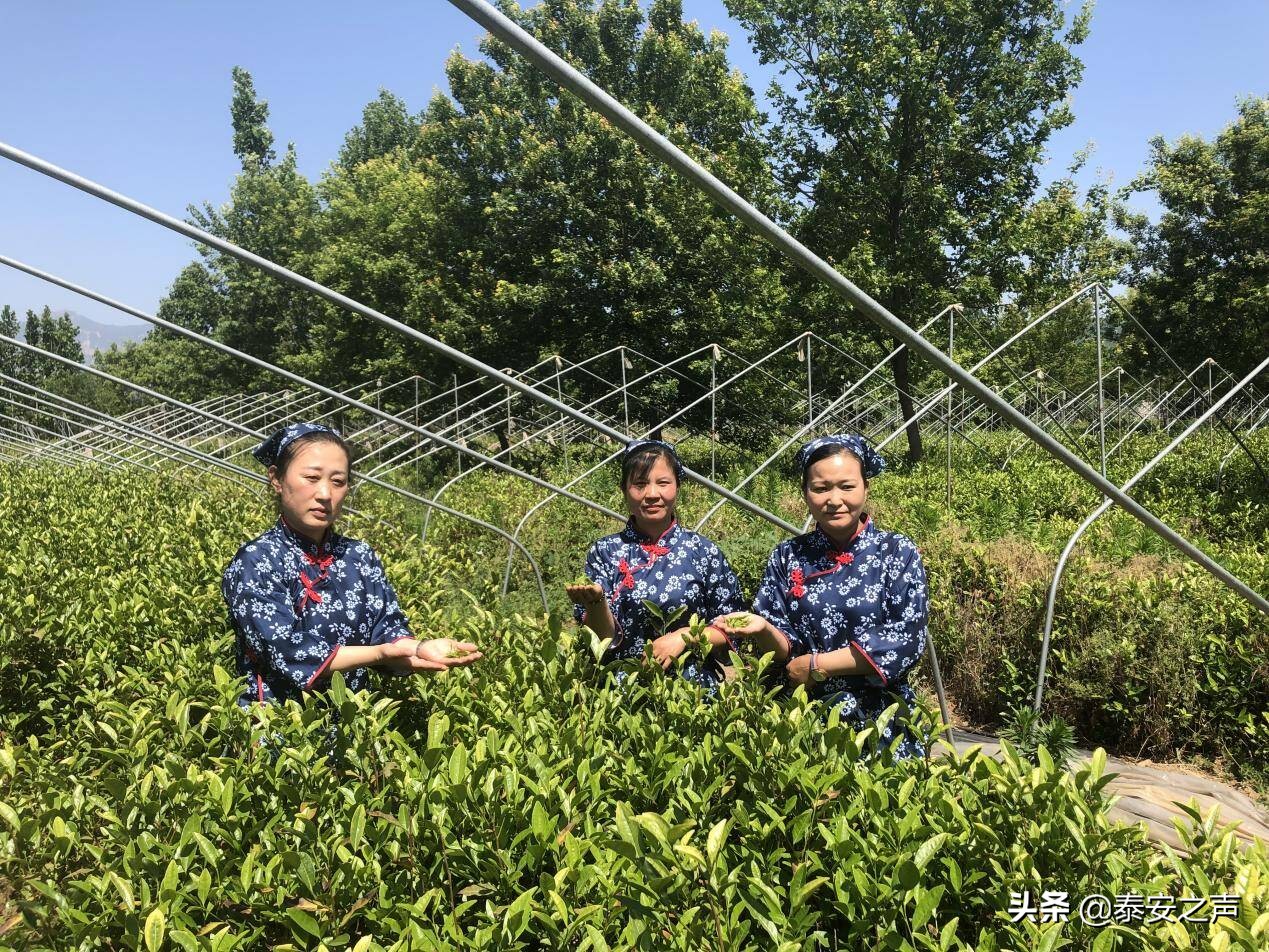 山口镇新型工业化园区,岱岳区山口镇建设