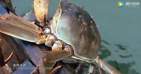大闸蟹攻略带你品味大闸蟹,哪里大闸蟹可以媲美阳澄湖大闸蟹