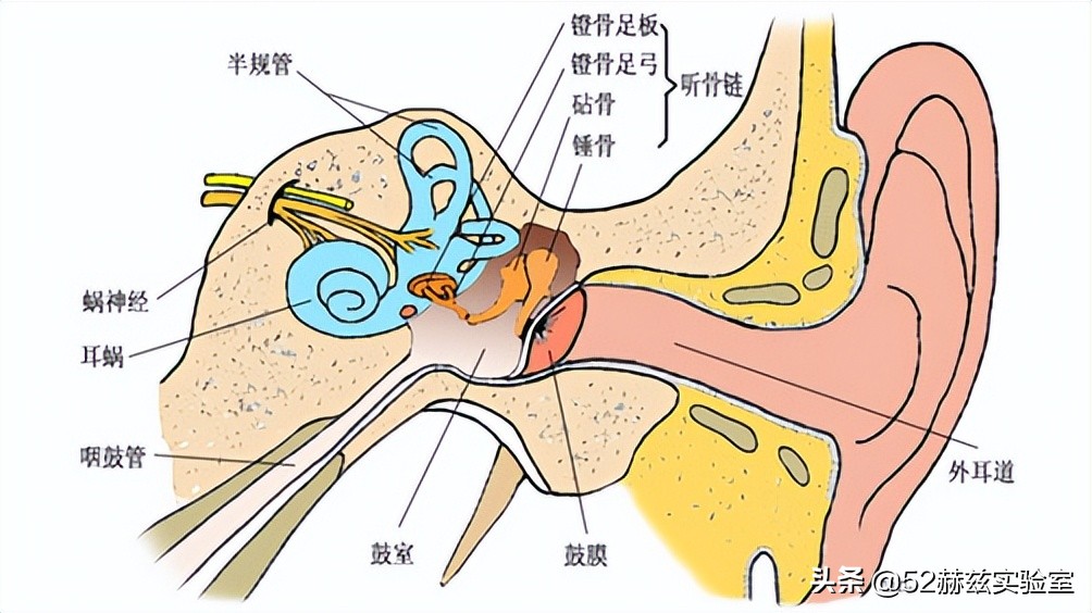 国产人工耳蜗怎么样,进口人工耳蜗价格表