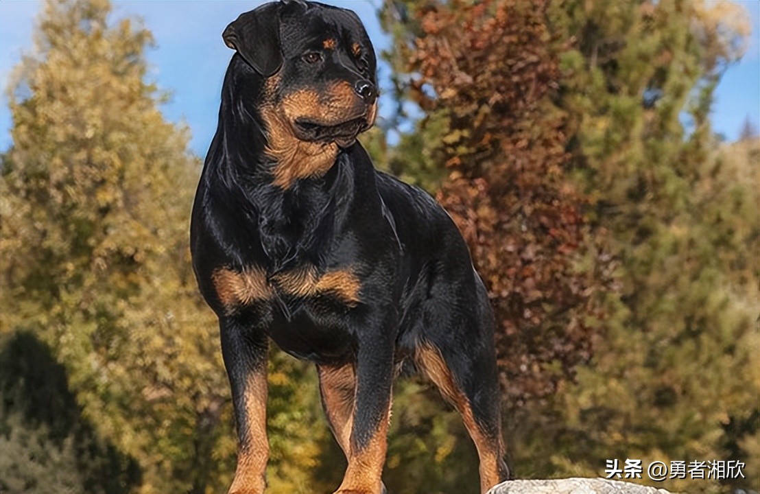 100种常见的宠物狗,常见的宠物狗种类图片和名称
