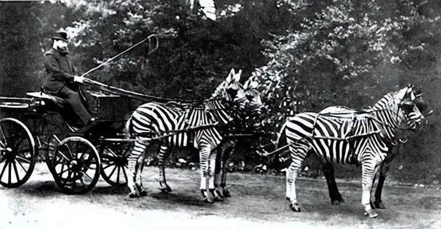 斑马也是马,斑马也是马为什么没人骑呢