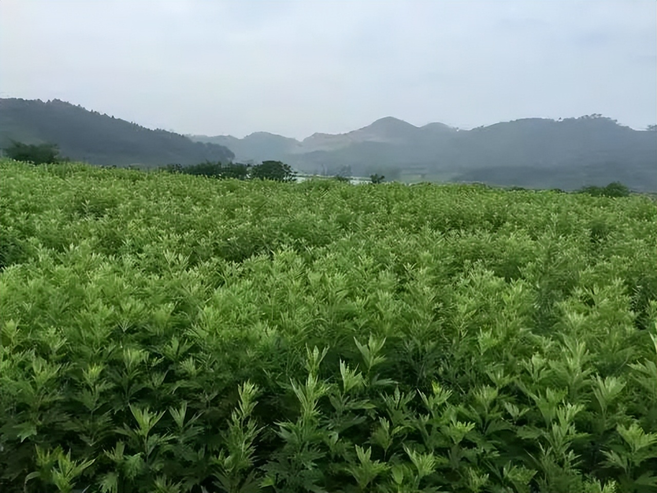 蕲艾和艾草是一个东西吗,蕲艾和艾草的区别在哪里