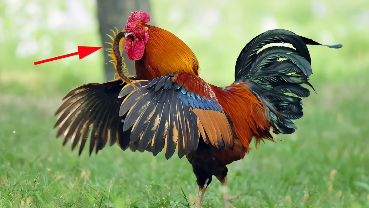 蜈蚣为何是五毒之首公鸡为何不怕,五毒之首的蜈蚣为什么毒不死公鸡