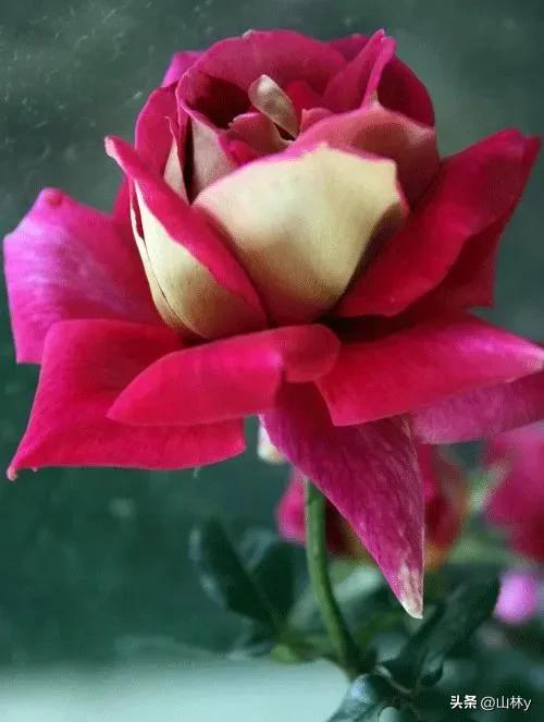 十大绝美花朵,绝美花朵视频