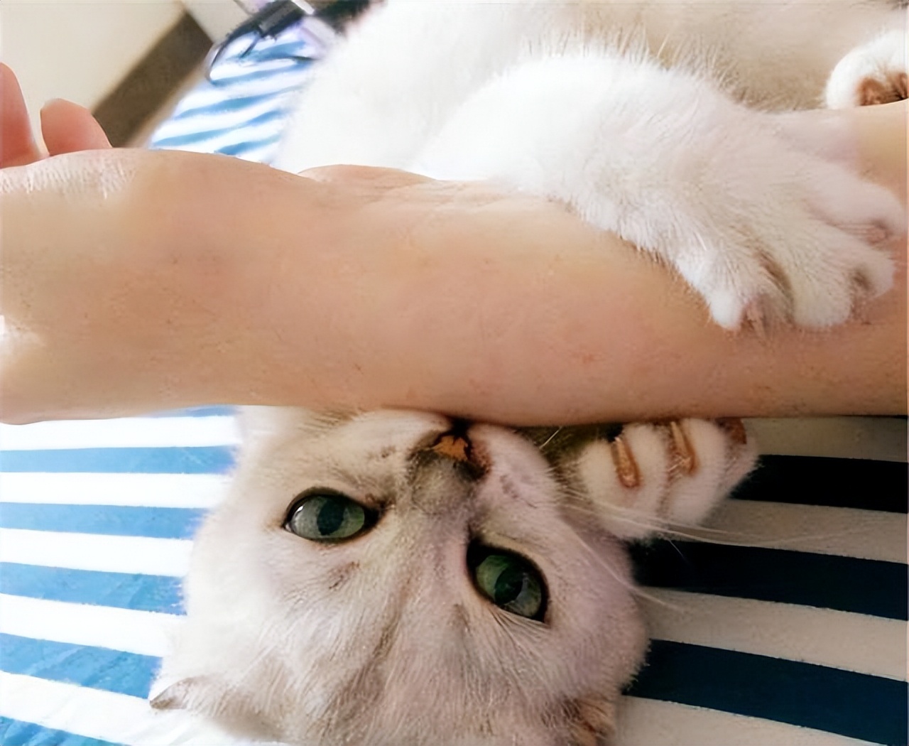 新手养猫猫咪轻咬人,养猫猫轻咬主人啥意思