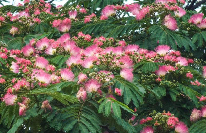 18种花卉的种子,100种最好养又好看的花