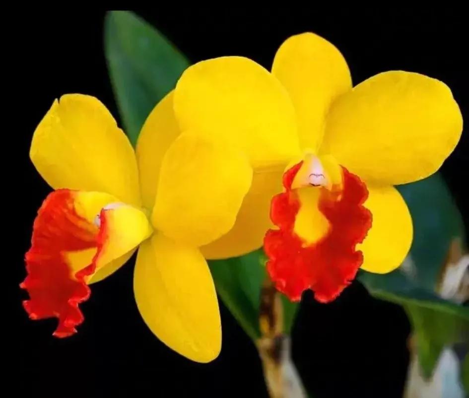 兰花的唯美图片,珍稀兰花各色大全