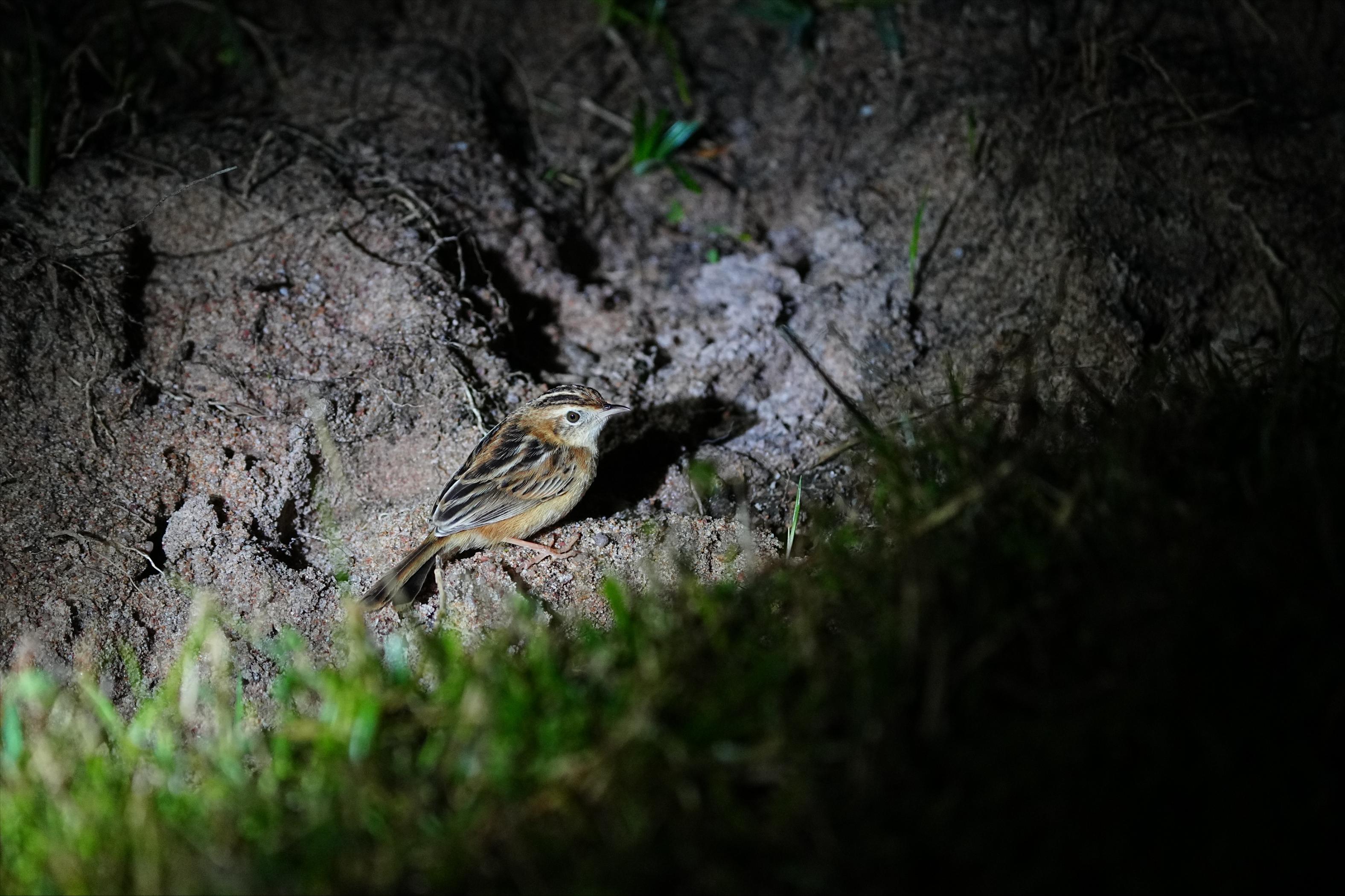 海南观鸟随记5霸王岭儋州湾勺嘴鹬领角鸮仓鸮