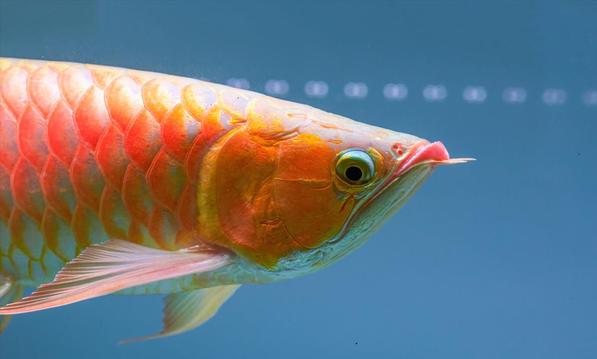 帝龙渔业的辣椒红龙怎么样,龙鱼喂养方法如何正确喂养龙鱼