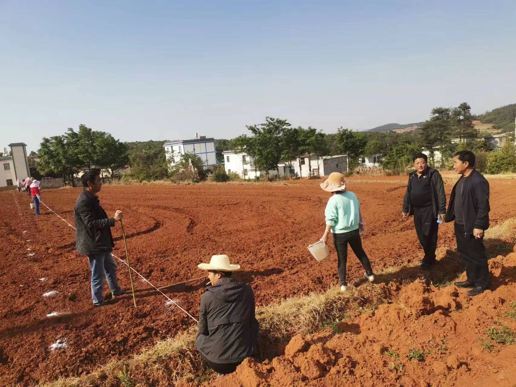寻甸七星烤烟,在寻甸种植什么烤烟品种好