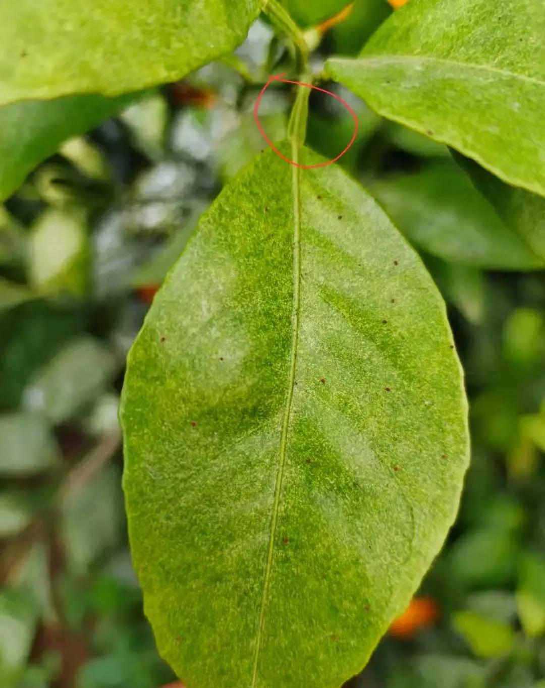 柑橘打药最佳时间和方法,柑橘打药用量多少