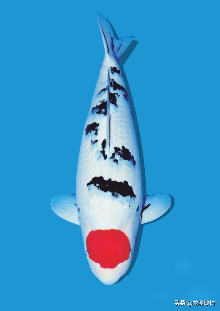 锦鲤分多少种什么样的锦鲤最好养,锦鲤要怎么选才能选到好的锦鲤