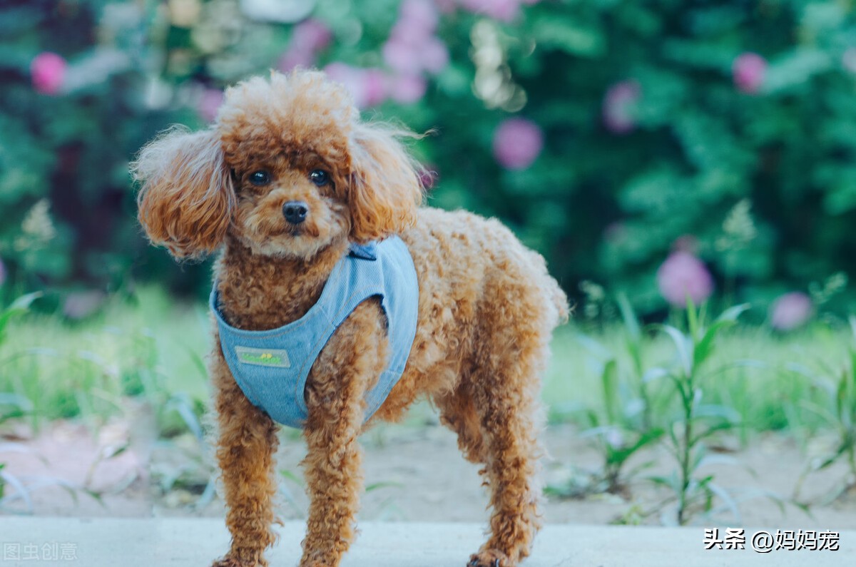 泰迪多少钱一斤,泰迪品种价格最便宜多少钱