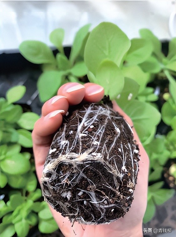 耐阴的花草怎么养,怎么养好阳台的花草