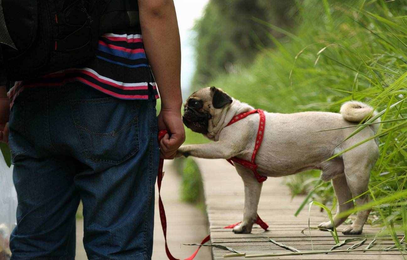 通人性的狗是什么狗,狗界最傻的4种狗