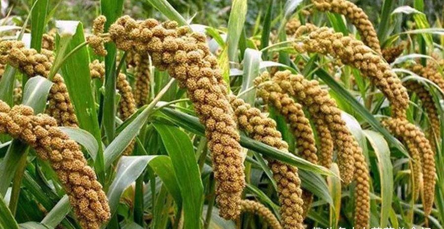 大黄米是黍子米吗,粘大黄米和糯小黄米的区别