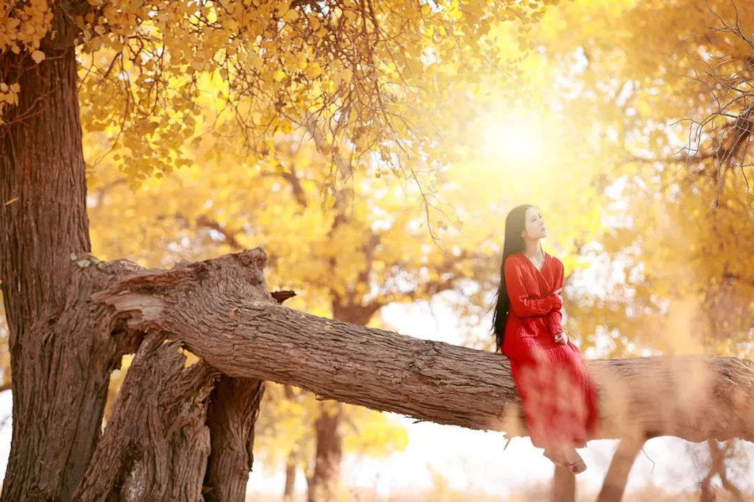 全世界仅存三处！一年只美21天！这场“黄金盛宴”，只因它而起