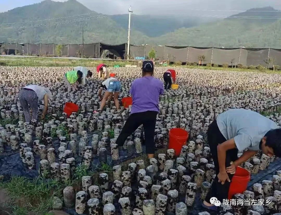 【妇女就业】在左家，有一种幸福叫“家门口”吃上“产业饭”