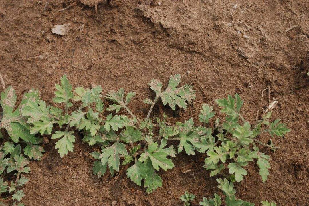 白蒿野菜怎么区别,干白蒿价格多少钱一斤