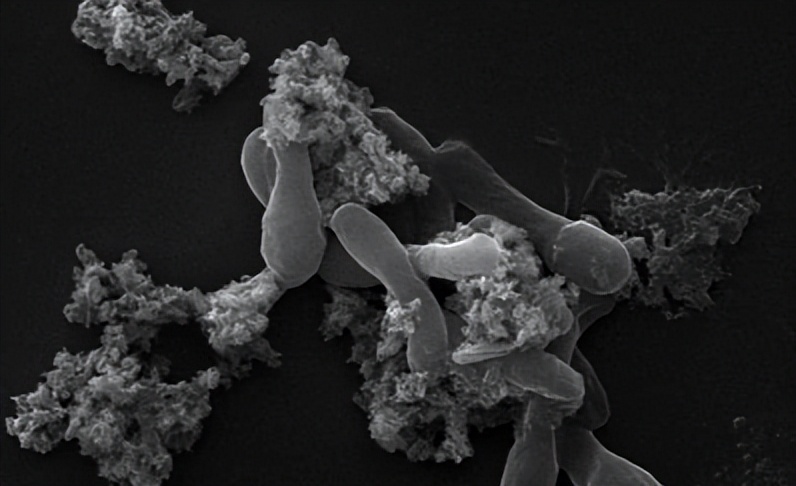 水产养殖芽孢菌分几种,水产芽孢杆菌分类
