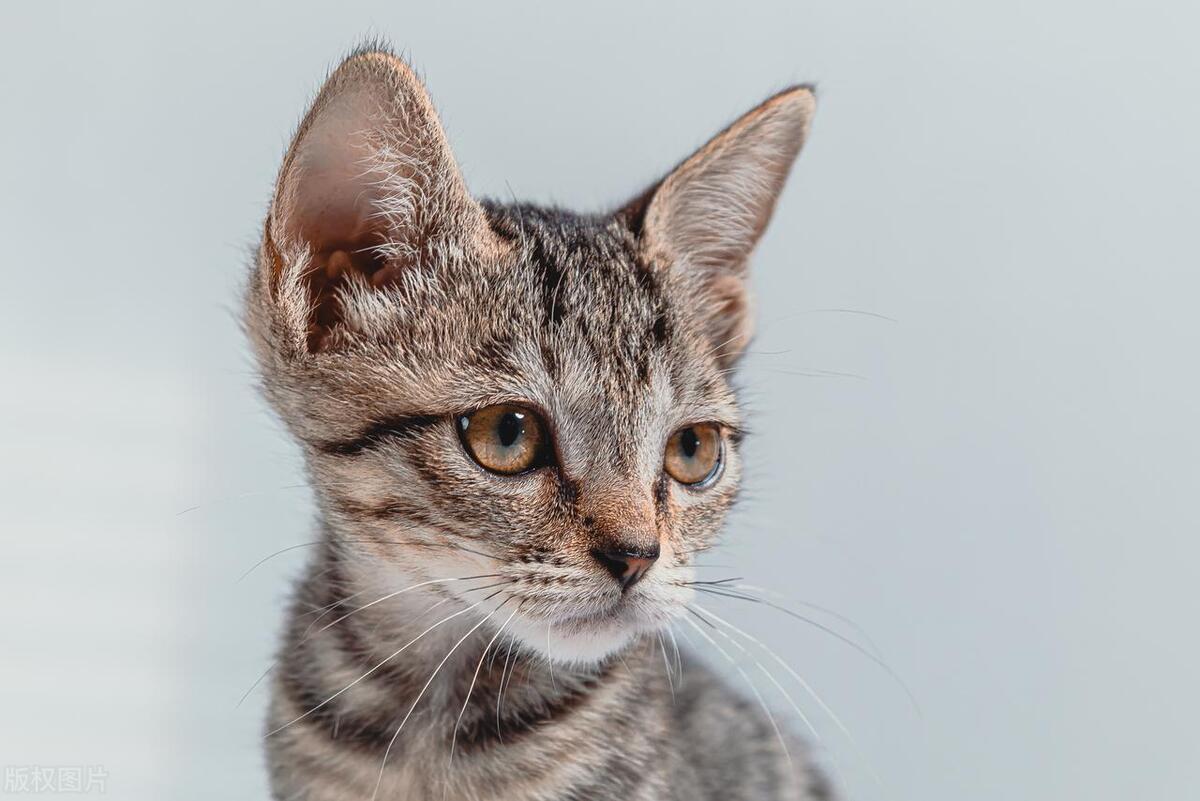 猫咪被粘苍蝇的胶粘到怎么洗掉,猫咪粘到老鼠贴怎么弄干净