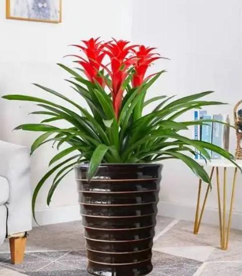 女性领导办公室绿植图片,适合放在领导办公室的绿植