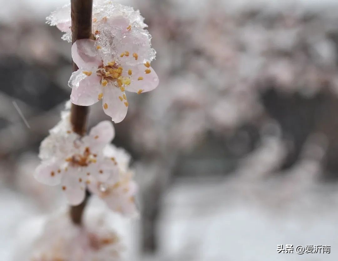 花的飞花令诗句100句,春天的飞花令诗句全集