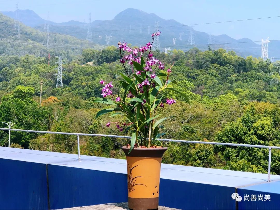 我养的兰花开花了说说,七彩香水石斛开花