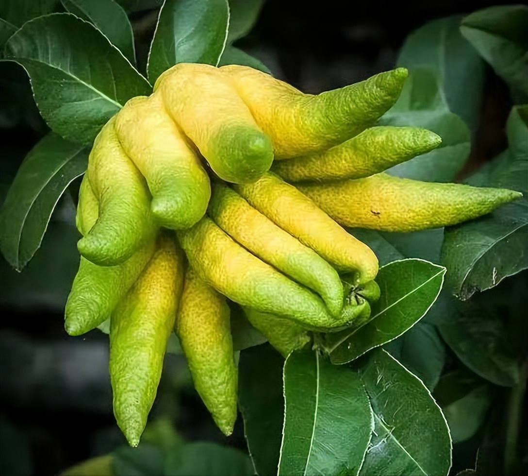 中医分享一味抗癌中药,每日一味抗癌中药