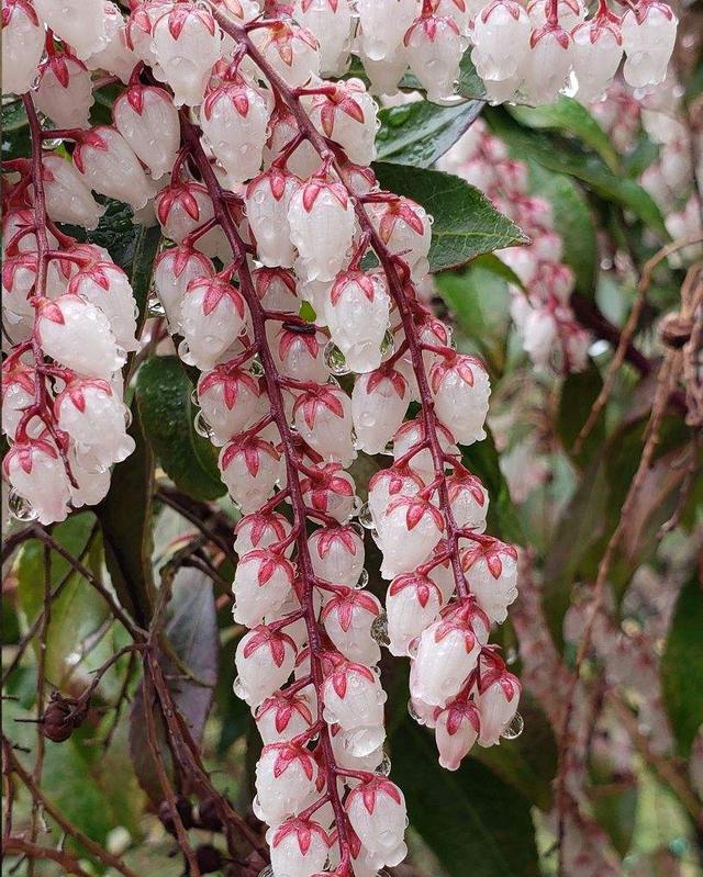 蛇蝎芙蓉花,皖南蛇蝎花