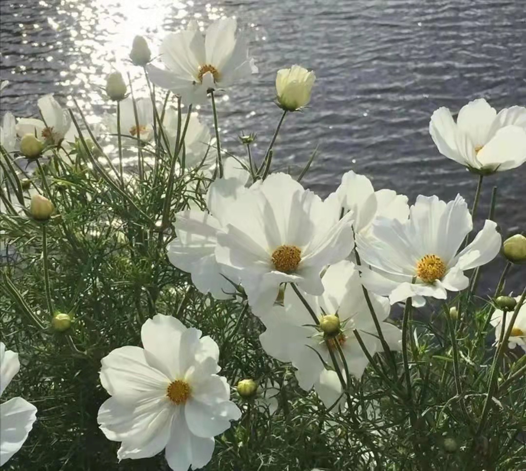 既温柔又高质量的文案,高级且温柔的文案