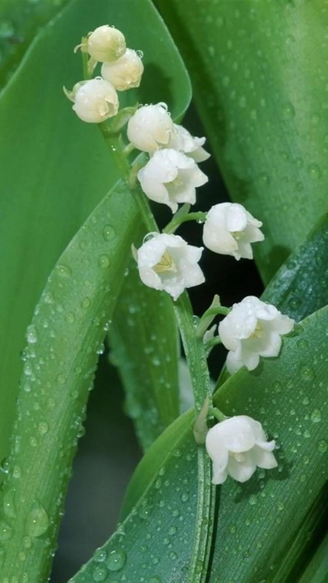 唯美手机壁纸高级感,唯美手机壁纸高清全面屏