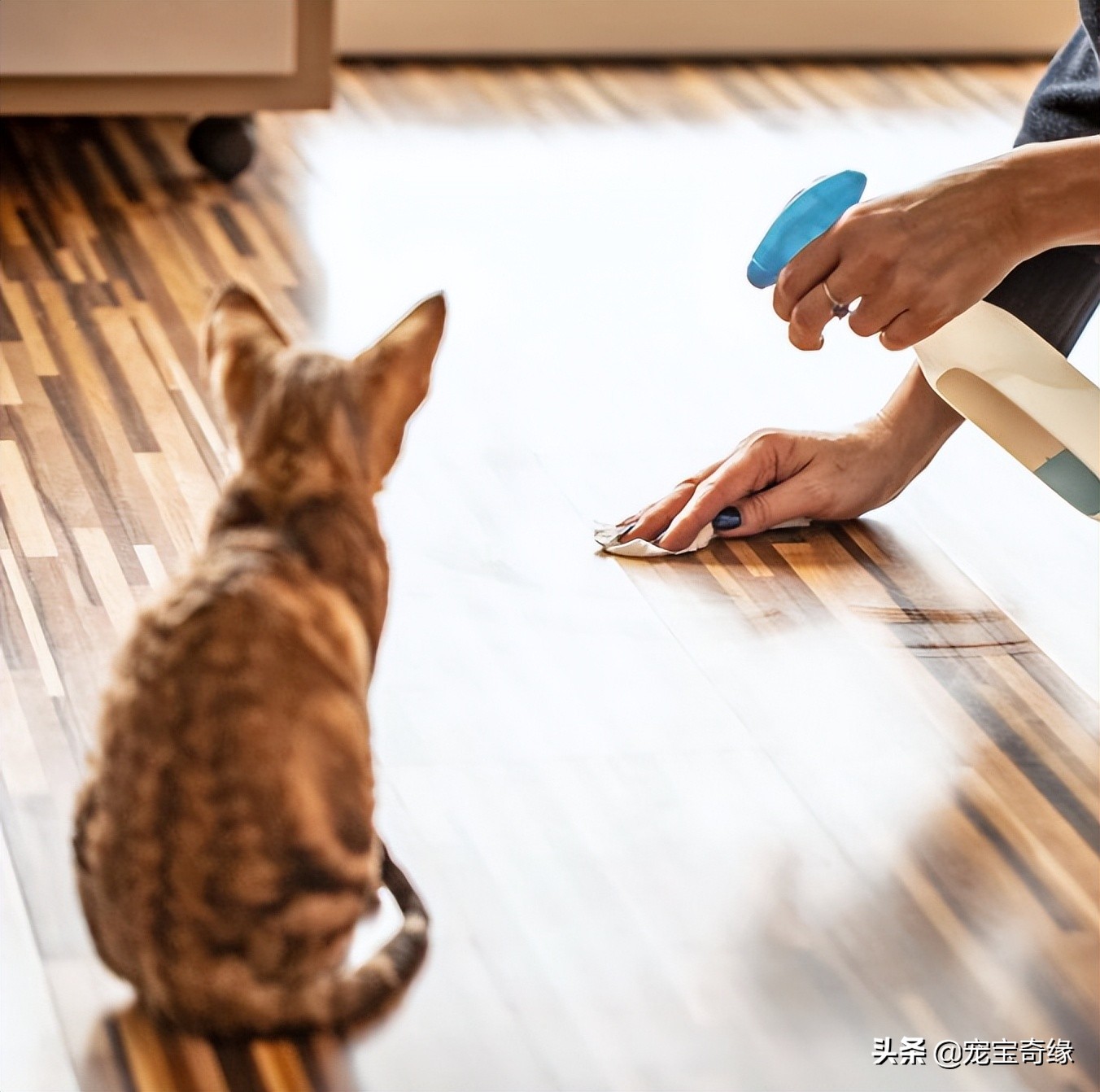 猫为什么会臭到震惊,猫怎么越养越臭