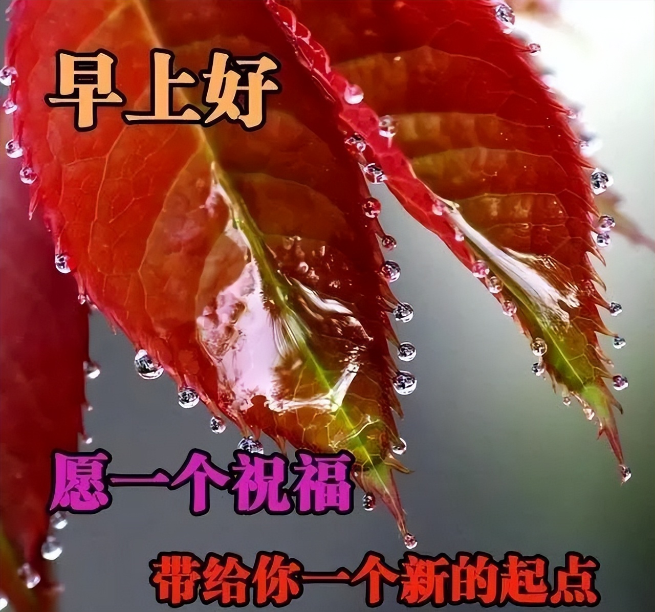 微信很火的早上好问候语阳光图片,早上好微信祝福图片大全